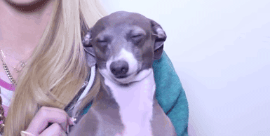Jenna Marbles Bunny