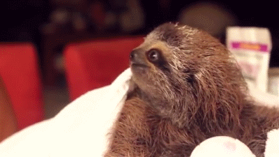 sloth baby gif