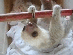 cute baby sloths gif