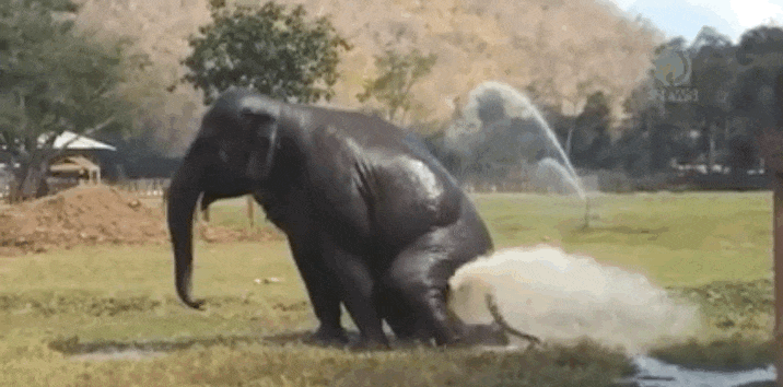 5yW6.gif