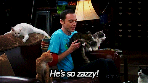 The big bang theory cat GIF on GIFER - by Zolom