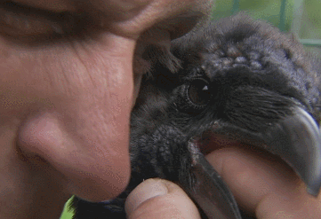 Ворон и палец прикол с девушкой. Ворона падает. Курящий ворон. Смешная ворона. Шутки про ворону.