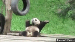 Baby Panda Gif Auf Gifer Von Aurius