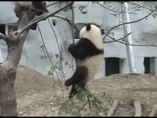 Baby panda GIF on GIFER - by Faushicage