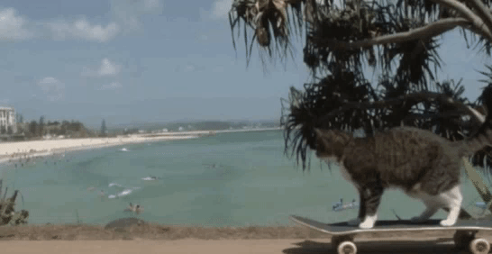 Skate plage congé GIF sur GIFER - par Saindis