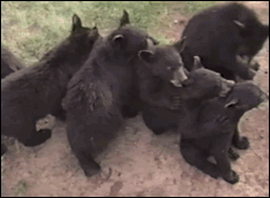 Animals cute bear GIF on GIFER - by Arcanefist