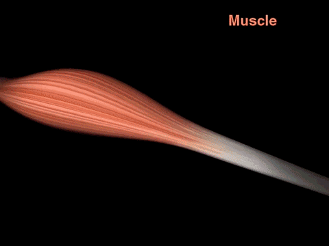 Muscle fiber myofiber medicine GIF on GIFER - by Windshaper