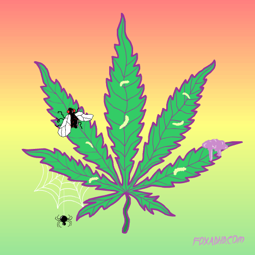 Marijuana, gross, weed, spiders, bud, insect, pot, marijuana. 