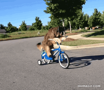 Bicycle cute just for laughs GIF on GIFER by Gholbigar