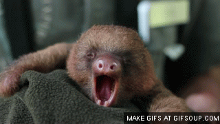sloth baby gif