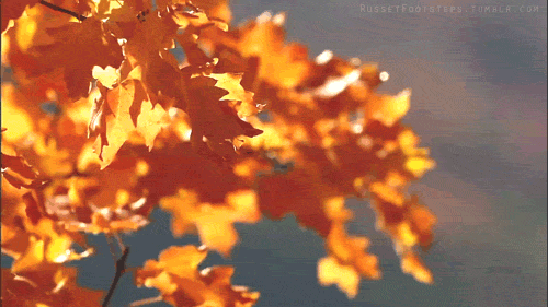 GIF colors of the wind - animated GIF on GIFER - by Beasida
