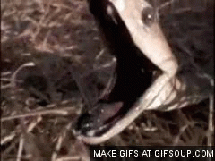 Image result for black mamba gif