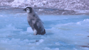 penguin fall gif