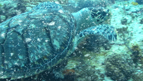 Gif Scuba Diving Worldoceanday Worldoceansday Animated Gif On Gifer By Keralsa