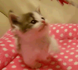 cutest kitten gif