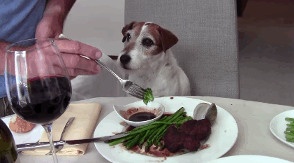 Featured image of post Crazy Dog Eating Gif Gif links cannot contain sound