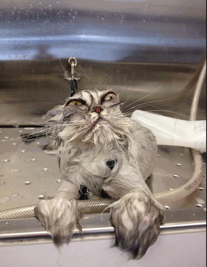 Wet Twitching Cat Find On Er 