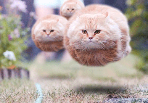 Gif Raro Gifs De Gatos Estranhos No No, Stop. Go Owl Somewhere Else.