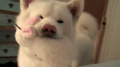 Dog Happy Animals Gif Find On Gifer