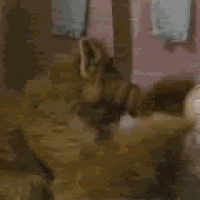 753g.gif