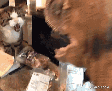 Angry Cat - Game GIF - You Think This Is A Game Cat Attack - Discover &  Share GIFs