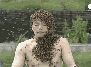 Bee Gif Find On Gifer