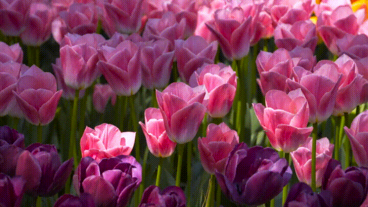 Tulip GIFs - Get the best gif on GIFER
