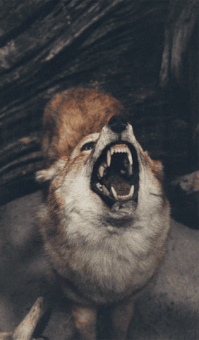 GIF wolves - animated GIF on GIFER