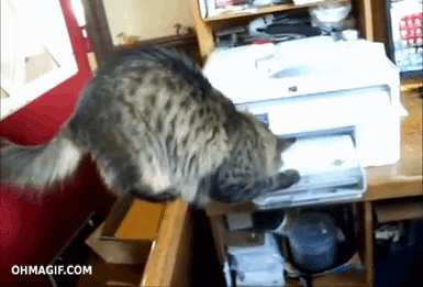 GIF cat animal office - animated GIF on GIFER