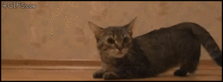 Почему котенок трясется. Кот бежит gif. кот убегает гифка. котенок бежит. бешеный кот gif.