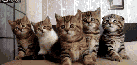 GIF searching cat cute - animated GIF on GIFER