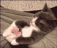 Lovely cat humour réveillé GIF - Trouver sur GIFER