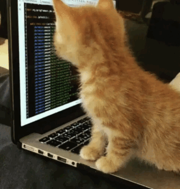 Computer cat coding GIF - Find on GIFER