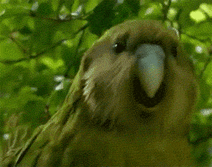 7IuM.gif