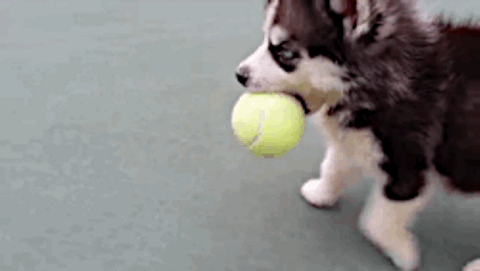 Mga resulta ng larawan para sa Pet Play Tennis Ball gif