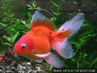 Goldfish GIFs - Get the best gif on GIFER