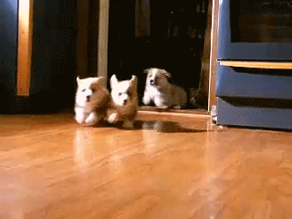 GIF dog animals excited - animated GIF on GIFER