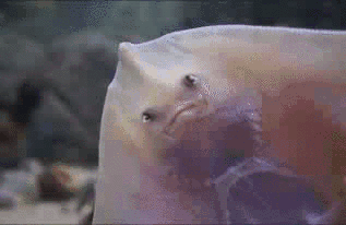 Stingray Glitch Gif Find On Gifer
