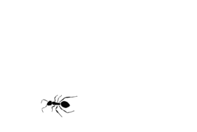 Муха ползет по экрану. Анимированный муравей. Муха бегает по экрану. Букашка на белом экране.