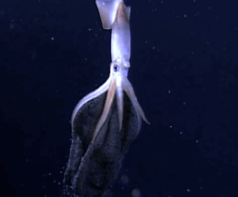 Squid GIFs - Get the best gif on GIFER
