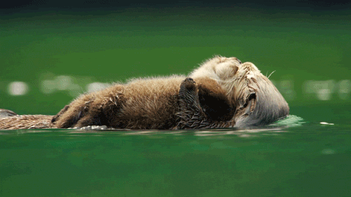 Funny animals nature GIF on GIFER - by Nalmelsa