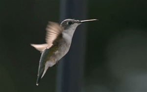 Hummingbird GIF - Find on GIFER
