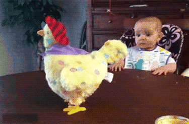 Image result for chicken counting gifs