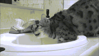 GIF bengal chat chaton - GIF animé sur GIFER