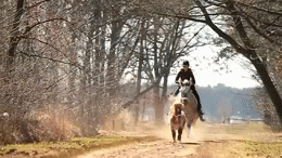 Красиво прыгает сверху. Девушка на лошади гифка. Гифки прогулки на лошадях. Девушка на коне гифка. Девушка скачет на лошади гиф.