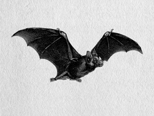 Bat bats flying GIF on GIFER - by Perizar