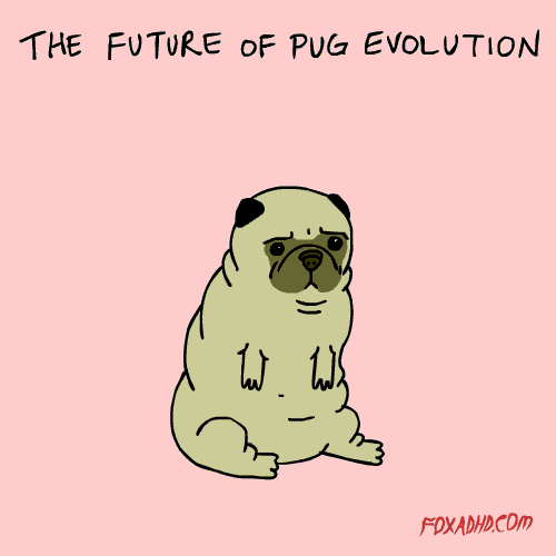 Pug cute animals GIF Find on GIFER