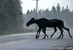 7QSv.gif