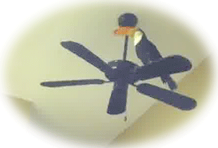Gif Toucans Funny Ceiling Fans Animated Gif On Gifer