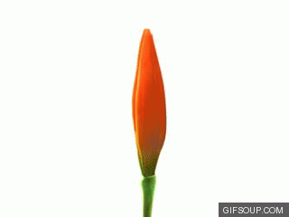 animated flowers blooming gif